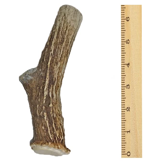  WhiteTail Naturals | Premium Deer Antlers For Dogs (Large) | All Natural Antler Dog Chew | Naturally Shed, Long Lasting Chew Bone, Made In USA (Large (Best For Dogs 40-60 Lbs))