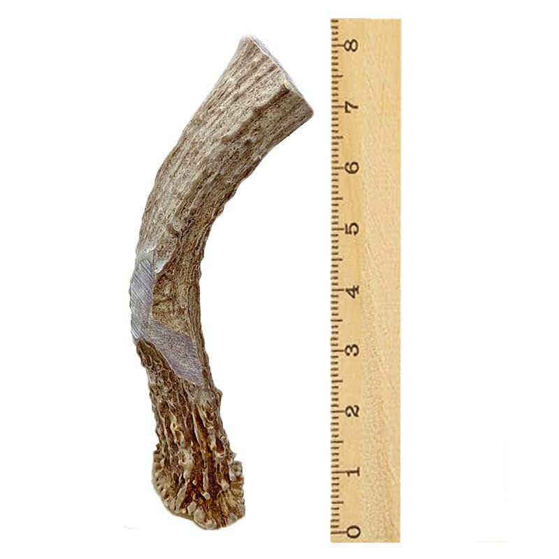  WhiteTail Naturals | Premium Deer Antlers For Dogs (Extra Large) | All Natural Antler Dog Chew | Naturally Shed, Long Lasting Chew Bone, Made In USA
