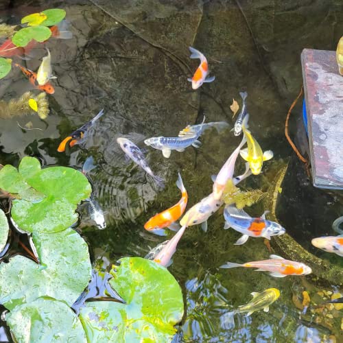  Toledo Goldfish Butterfly And Standard Fin Koi Combo, Variety Of Colors And Patterns - Perfect For Ponds Or Aquariums - 3-4 Inches, 10 Count