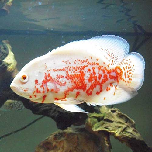 GENERIC Albino Tiger Oscar Cichlid 2" Live Tropical Fish For Tank Or Aquarium Fish