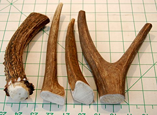  Premium Deer Antler Pieces - Dog Chews - Antlers By The Pound, One Pound - Six Inches Or Longer - Medium, Large And XL - Happy Dog Guarantee!