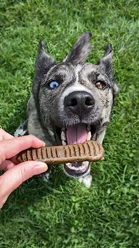  Jiminy's Dental Chews For Medium Sized Dogs – Cinnamon Dog Dental Chews, Teeth Cleaning Dog Treats, Reduce Tartar And Plaque, Made In USA, Cruelty Free, Dog Breath Freshener – 12 Chews
