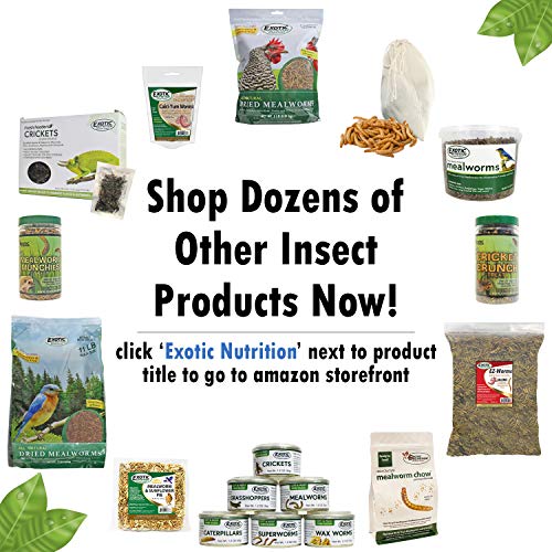  Exotic Nutrition Mealworm & Sunflower Pie - Healthy Natural Suet Basket Feeder Treat - For Backyard Chickens And Wild Birds