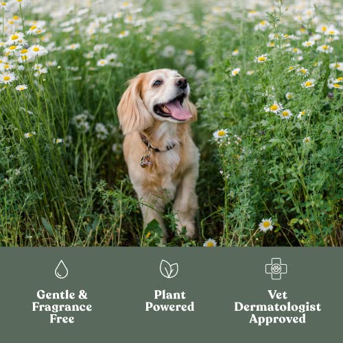  Dandylion Clean Paws | No-Rinse Foaming Cleanser | Gentle, Fragrance-Free, And PH Balanced To Provide A Deep Clean Safe For All Dogs | 5fl Oz. Bottle With Silicone Bristle Brush