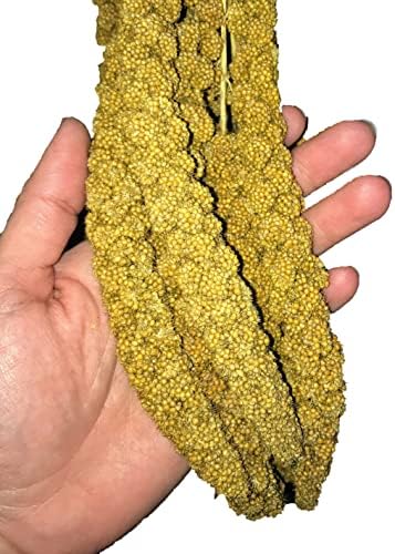  Birds LOVE Wholesome & Lovely Spray Millet Non-GMO No Pesticide (No Stems Only Edible Tops) For Parrots Birds Cockatiel Lovebird Keets Finch Canary All Parrots Healthy Treat-5lbs…