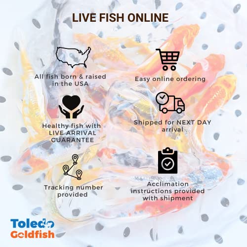  Toledo Goldfish Butterfly And Standard Fin Koi Combo, Variety Of Colors And Patterns - Perfect For Ponds Or Aquariums - 3-4 Inches, 10 Count