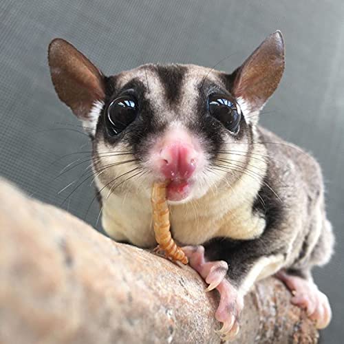  Treat Assortment 10 Pack - Healthy Treat With Mix Of Dried Fruits, Dried Insects, & Crunchies - Sugar Gliders, Rats, Chinchillas, Parrots, Guinea Pigs, Hamsters, Small Animals - Sample Variety