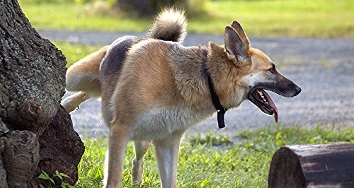  PET SUPPLEMENTS Urinary Support For Dogs - Urinary Tract Support - For Dogs - Advanced Complex - CHEWABLE - Dog Cranberry Urinary - 2 Bottle (180 Chews)
