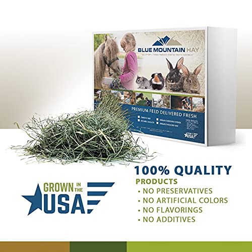  Blue Mountain High Altitude Timothy Hay (5 LB) Rabbits, Guinea Pigs | Bunny Rabbit, Hamster, Chinchilla & Gerbil Feed | Similar To Alfalfa Cubes, Orchard Grass Hay