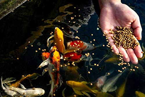  Blue Ridge Fish Food [5lb], Probiotic Plus 3/16" Floating Pellet, Koi And Goldfish