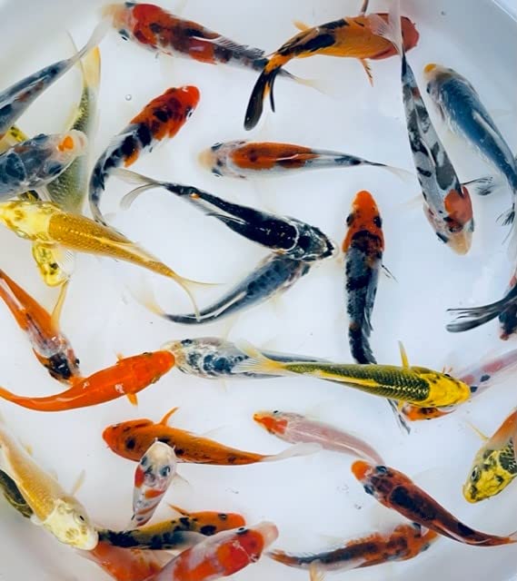  Toledo Goldfish Standard Fin Koi, Variety Of Colors And Patterns - Perfect For Ponds Or Aquariums - 3-4 Inches, 50 Count