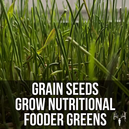  Crooked Bend Mother Fodder Blend, 8LB EcoPack, Grain Seeds For Bird Food & Growing Fresh Green Grass Sprouts To Feed Pet Rabbits, Cows, Horse, Chicken, Goat, Sheep, Quail, Dog, Cat, Duck & Tortoise