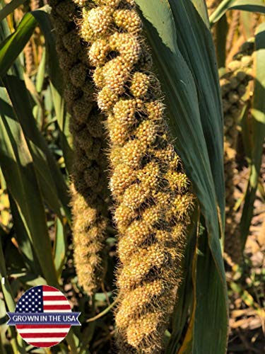  Birds LOVE Wholesome & Lovely Spray Millet Non-GMO No Pesticide (No Stems Only Edible Tops) For Parrots Birds Cockatiel Lovebird Keets Finch Canary All Parrots Healthy Treat-5lbs…