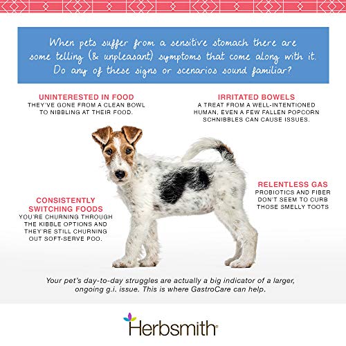  Herbsmith GastroCare - For Cats & Dogs With Sensitive Stomachs - Cat And Dog Digestive Support - Ease Canine And Feline Sensitive Stomach - 75g