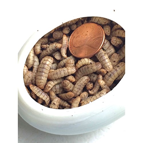 Unknown NEW Black Soldier Fly Larvae Large, BSF, Hermetia Illucens, 400 Count By Unbranded