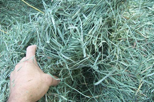  Standlee Premium Western Forage Orchard, 10lb Box