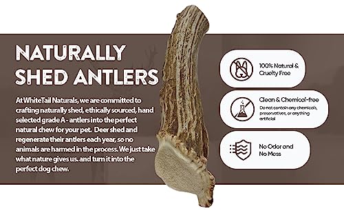  WhiteTail Naturals | Premium Deer Antlers For Dogs (Large) | All Natural Antler Dog Chew | Naturally Shed, Long Lasting Chew Bone, Made In USA (Large (Best For Dogs 40-60 Lbs))