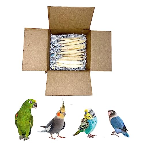 Birds LOVE Natural Cuttlebone – Premium Calcium & Trace Mineral Supplement For Avian Species, Tortoises, And Snails – Pure Cuttlebone For Parakeets, Cockatiels, And All Birds | 12 Pack Of 5 .5-6"
