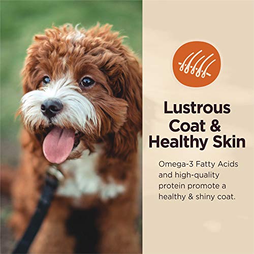  Wellness CORE Digestive Health Dry Dog Food With Wholesome Grains, Highly Digestible, For Dogs With Sensitive Stomachs, Made In USA With Real Chicken (Adult, 4-Pound Bag)