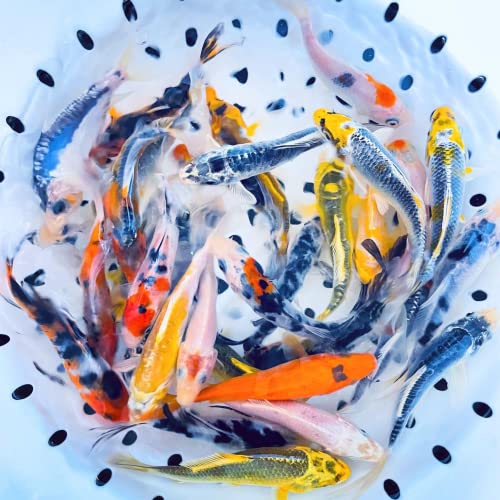  Toledo Goldfish Standard Fin Koi, Variety Of Colors And Patterns - Perfect For Ponds Or Aquariums - 3-4 Inches, 50 Count