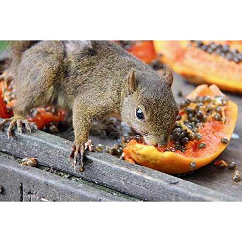 Papaya Treat 8 Oz. - Healthy Natural Dried Fruit Treat - Sugar Gliders, Rats, Chinchillas, Ferrets, Parrots, Hamsters, Squirrels, Hedgehogs, Guinea Pigs, Rabbits, Prairie Dogs, Marmosets, Small Pets