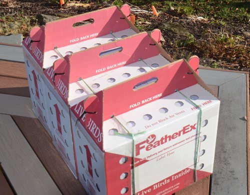  FeatherEx 3 Pack Premier Shipping Boxes