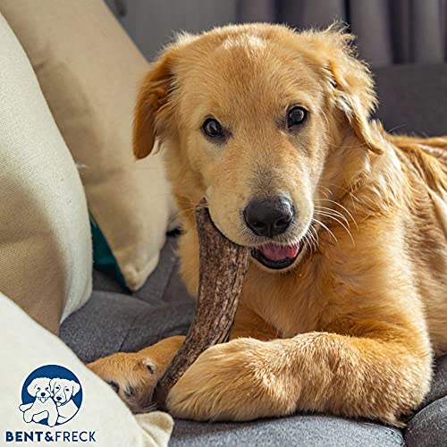  Antler Dog Chew From Pet Expertise, Gigantic 12-14" Long, 1 Piece