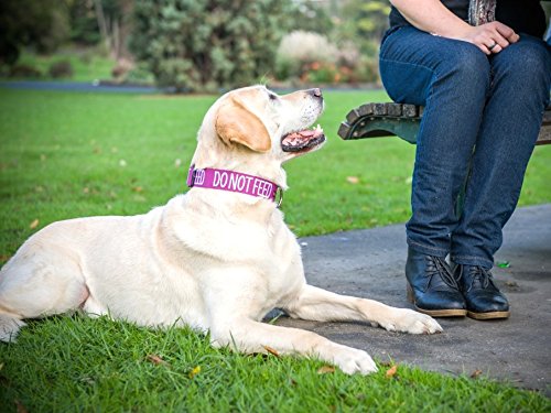  DO NOT Feed (Dog Is On A Diet/Has Food Allergies) Purple Colour Coded S-M L-XL Dog Collars Prevents Accidents By Warning Others Of Your Dog In Advance (L-XL)