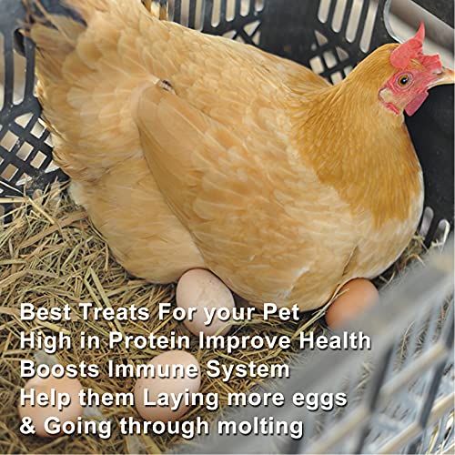  RANZ 5LBS Bulk Non-GMO Dried Mealworms For Chickens, High In Protein Mealworm Treats, Best For Wild Birds, Ducks, Hens, Fish, Turtle, Hedgehog, Hamster, Reptiles & Amphibian.