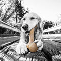 Glade® Pet Qwerks Zombie BarkBone - Nylon Dog Bone For Moderate Chewers - Bacon Flavor - 9.5"