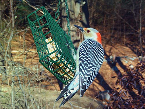  C&S Wild Bird Peanut Suet Treat, 56 Ounces, 6 Pack