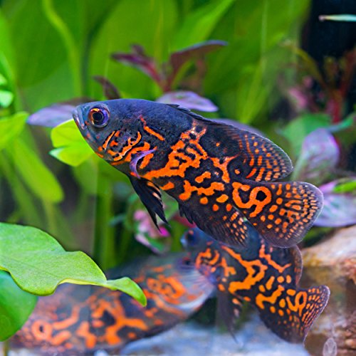  AQUATICBLENDEDFOODS ABF Large Floating PELLETS 7.5 With Krill & SPIRULINA For Koi,Oscar,Pond Fish,Cichlids,ABF15 (16oz - 1 LB.) Heat Sealed - 24HR Ship