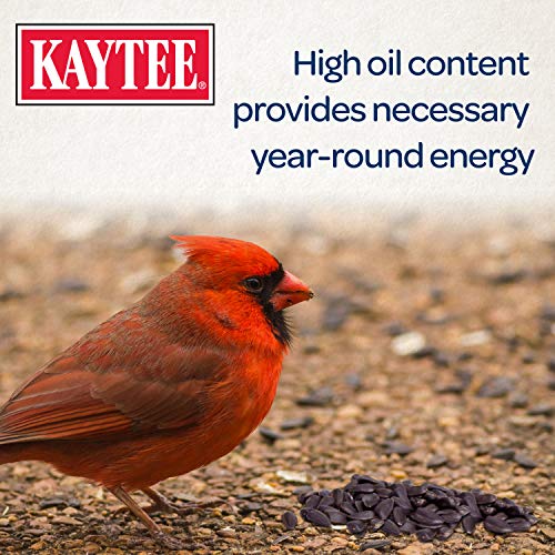  Kaytee Wild Bird Black Oil Sunflower Food, 5 Pounds