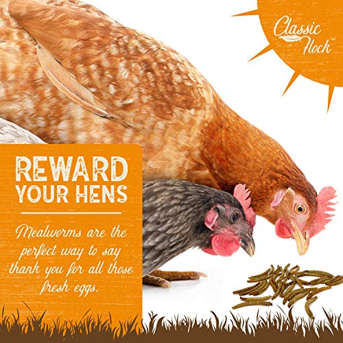 Classic Flock 5LB Dried Mealworms Non-GMO High Protein Treats For Chicken, Wild Birds, Ducks, Fish, Hedgehogs, Lizards, Reptiles