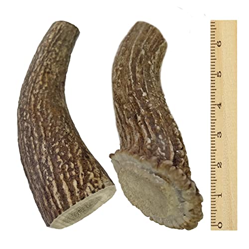  WhiteTail Naturals | Deer Antlers For Large Dogs (2 Pack- Jumbo XXL) All Natural Antler Dog Chew | Naturally Shed, Long Lasting Chew Bone, Made In USA
