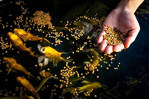  Blue Ridge Fish Food [5lb], Probiotic Plus 3/16" Floating Pellet, Koi And Goldfish