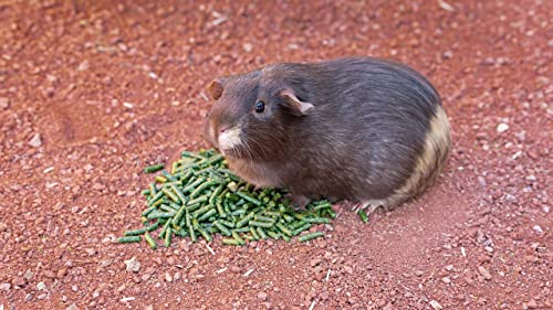  High Desert Delight Alfalfa Pellets: The Holy Grail Of Small Pet Food For Your Furry, Feathered, And Shelled Friends