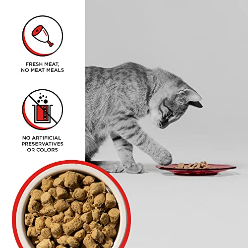  BIXBI Rawbble Freeze Dried Cat Food, Beef Recipe, 10 Oz - 97% Meat And Organs, No Fillers - Pantry-Friendly Raw Cat Food For Meal, Treat Or Food Topper - USA Made In Small Batches