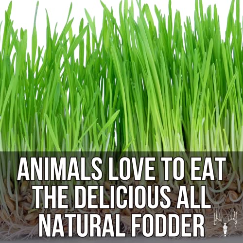  Crooked Bend Mother Fodder Blend, 8LB EcoPack, Grain Seeds For Bird Food & Growing Fresh Green Grass Sprouts To Feed Pet Rabbits, Cows, Horse, Chicken, Goat, Sheep, Quail, Dog, Cat, Duck & Tortoise