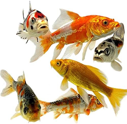  Toledo Goldfish Butterfly And Standard Fin Koi Combo, Variety Of Colors And Patterns - Perfect For Ponds Or Aquariums - 3-4 Inches, 10 Count