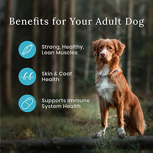  Blue Buffalo Wilderness Rocky Mountain Recipe High Protein Natural Adult Dry Dog Food, Red Meat With Grain 13 Lb Bag