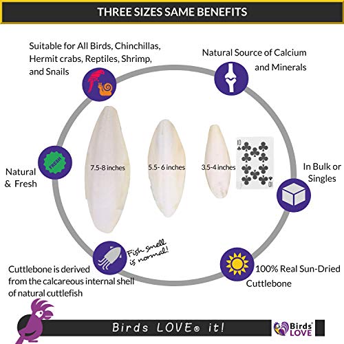  Birds LOVE Natural Cuttlebone – Premium Calcium & Trace Mineral Supplement For Avian Species, Tortoises, And Snails – Pure Cuttlebone For Parakeets, Cockatiels, And All Birds | 12 Pack Of 5 .5-6"