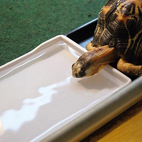  OMEM Reptile Food Bowl, Large Water Dish, Feeding Dish, Tortoise Bowl (M, Black Smooth)