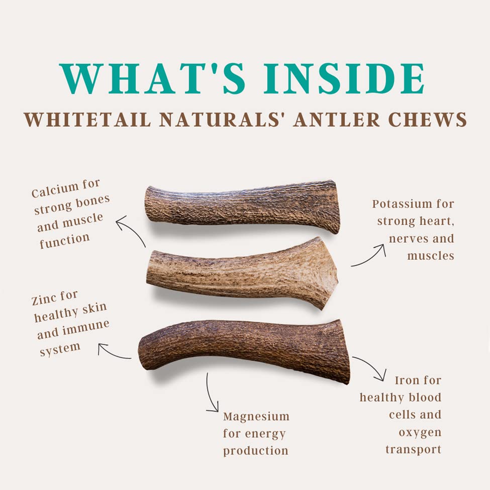  WhiteTail Naturals | Premium Deer Antlers For Dogs (Extra Large) | All Natural Antler Dog Chew | Naturally Shed, Long Lasting Chew Bone, Made In USA