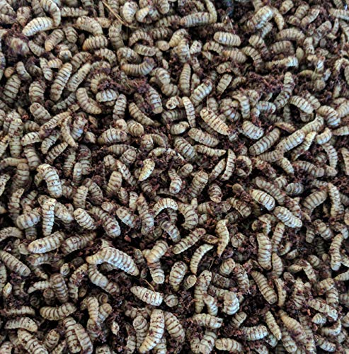  DBDPet Premium Black Soldier Fly Larvae (BSFL) 1000ct Bulk Medium Size - Bearded Dragon, Leopard Gecko, Chameleon, Lizard Food - Composting - Bait