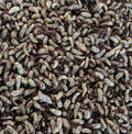  DBDPet Premium Black Soldier Fly Larvae (BSFL) 505ct Medium Size - Bearded Dragon, Leopard Gecko, Chameleon, Lizard Food - Composting - Bait