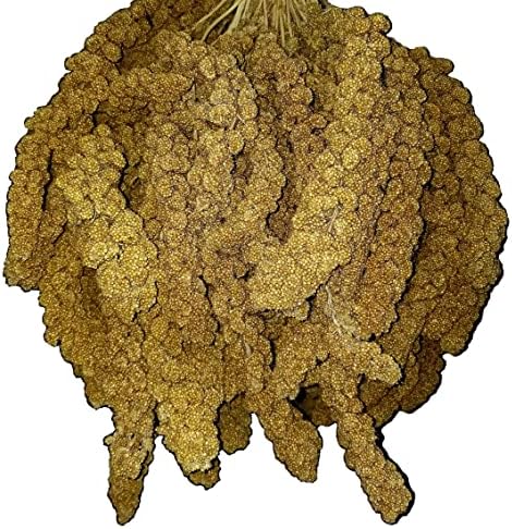  Birds LOVE Wholesome & Lovely Spray Millet Non-GMO No Pesticide (No Stems Only Edible Tops) For Parrots Birds Cockatiel Lovebird Keets Finch Canary All Parrots Healthy Treat-5lbs…
