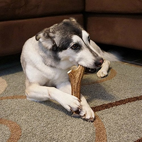  EcoKind Pet Treats Premium Elk Antlers For Dogs – Natural Antler Dog Treats – Healthy & Long-Lasting Dog Antler Tips – Odorless & Delicious – No Chemicals – 4 Pack