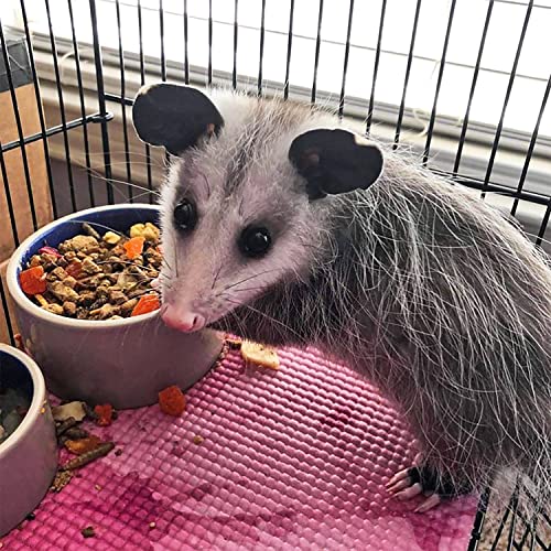  Exotic Nutrition Opossum Complete - Nutritionally Complete Healthy Pellet Diet - Food For Short-Tailed & Virginia Opossums (1 Lb.)