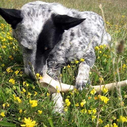  Antler Dog Chew From Pet Expertise, Gigantic 12-14" Long, 1 Piece